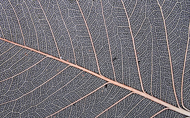 Image showing leaf texture