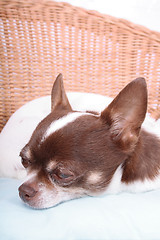 Image showing chihuahua