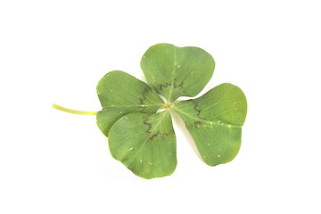 Image showing four leaf clover