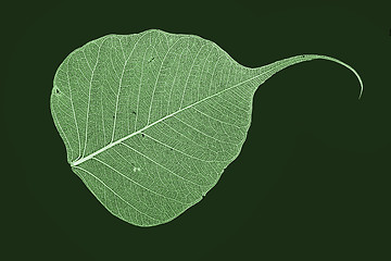 Image showing green leaf texture