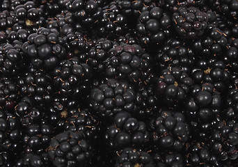 Image showing blackberries