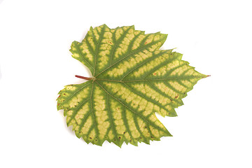 Image showing leaf