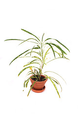 Image showing small green palm