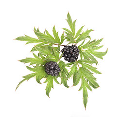 Image showing blackberries with green leaves