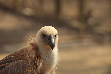 Image showing Eagle (Gyps fulvus)