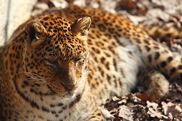 Image showing Jaguar