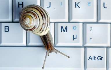 Image showing Close up of a snail on a laptop 