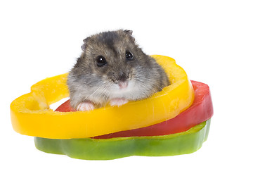 Image showing dwarf hamster