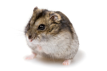 Image showing dwarf hamster