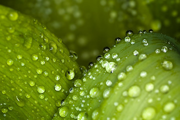 Image showing water drops