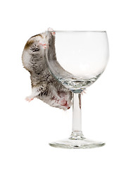 Image showing drunk hamster