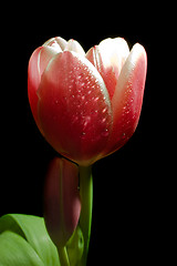 Image showing tulip