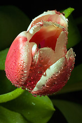 Image showing tulip