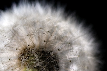 Image showing white fuzz dandelion