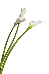 Image showing three calla lilies