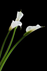 Image showing three calla lilies
