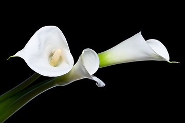 Image showing three calla lilies