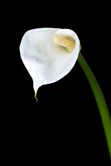 Image showing calla lily