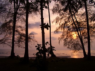 Image showing pale beach sunset behind trees