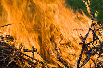 Image showing forest fire