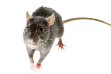 Image showing rat