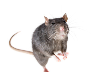 Image showing cute rat