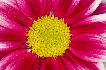 Image showing gerbera