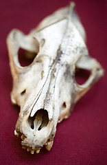 Image showing skull