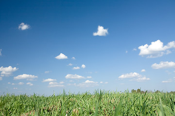 Image showing summer background