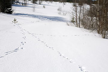 Image showing wild animal traces