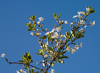 Image showing cherry tree branch in blossom