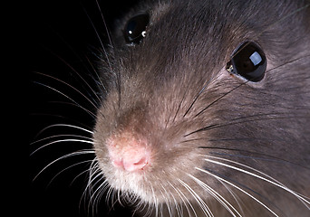 Image showing rat