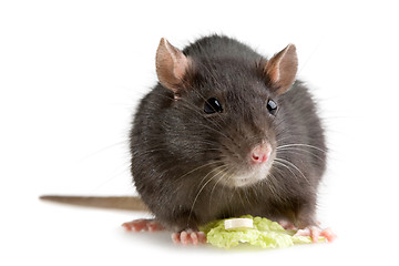 Image showing rat