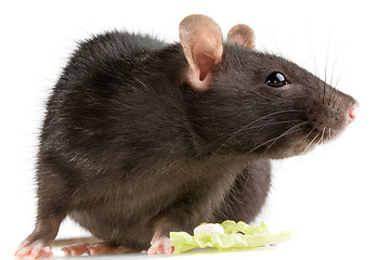 Image showing rat