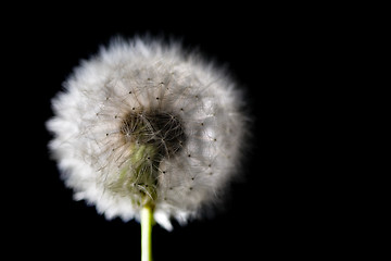 Image showing white fuzz dandelion