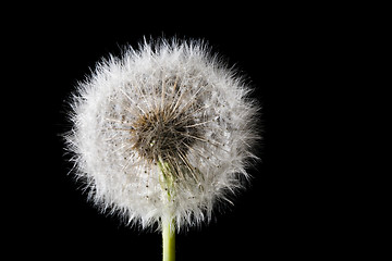Image showing white fuzz dandelion