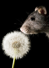 Image showing rat and dandelion