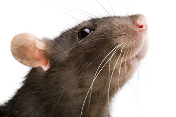 Image showing rat