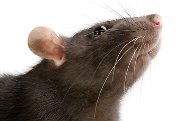 Image showing rat