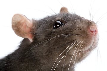 Image showing rat