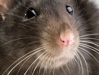 Image showing rat