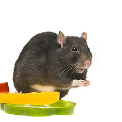Image showing funny rat and bell pepper cuts