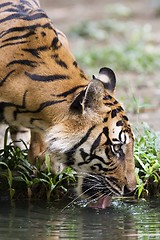 Image showing Tiger