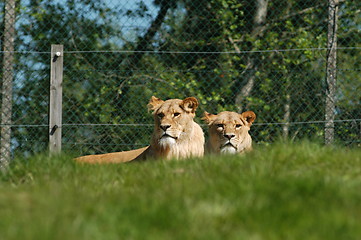 Image showing Lions