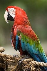 Image showing Parrot