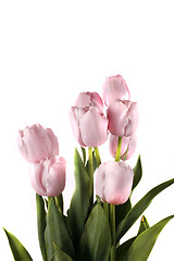 Image showing tulip