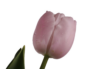 Image showing tulip