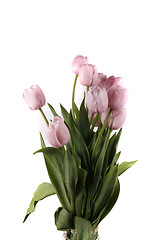 Image showing tulip