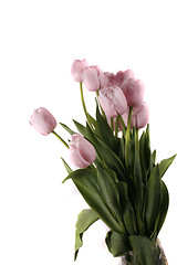 Image showing tulip