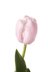 Image showing tulip